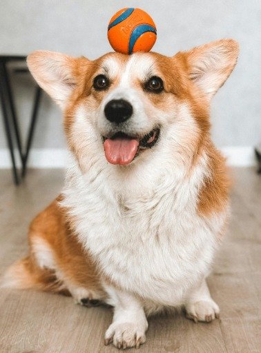 Elemento 3 da composição: uma mulher jogando um disco de frisbee