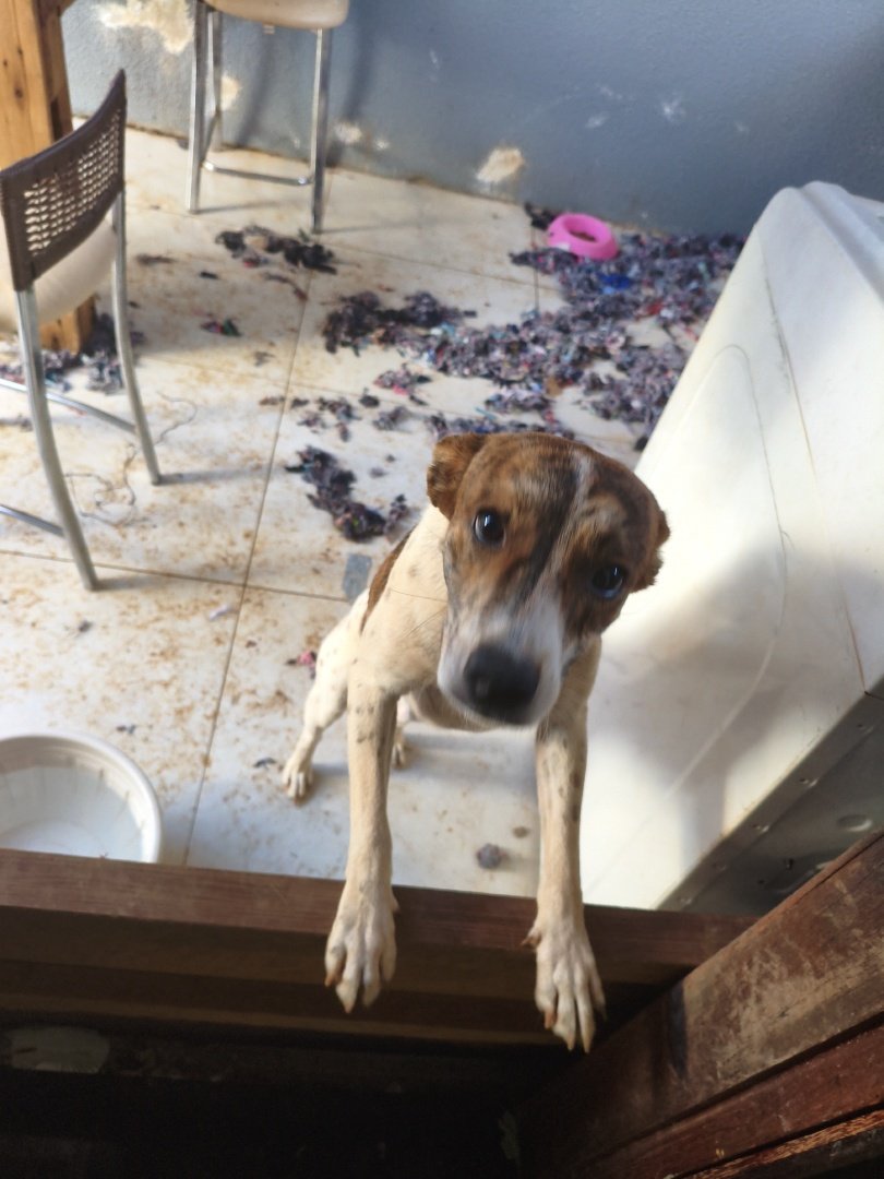 Foto de um cachorro em ambiente externo, com cores opacas e sem nitidez